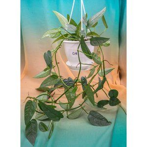 Cebu Blue Pothos 4.5" US Seller Potted RARE